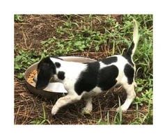 AKC Beagle Puppies to approved homes - 3