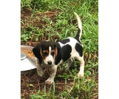 AKC Beagle Puppies to approved homes - 4