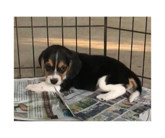 AKC Beagle Puppies to approved homes - 5