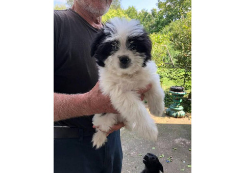 8 weeks old Shih tzu chihuahua mix (Shichi) breed