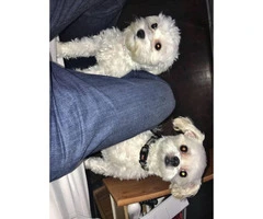 Maltese pups available for sale - 2