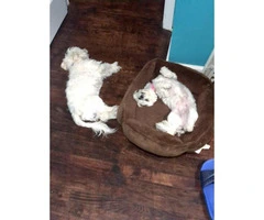 Maltese pups available for sale - 3