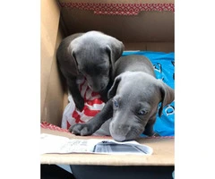 2 Blue Weimaraner Puppies