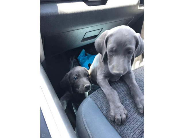 2 Blue Weimaraner Puppies in Sacramento, California ...