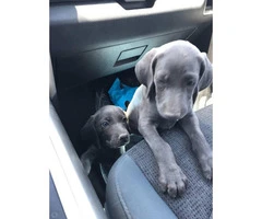 2 Blue Weimaraner Puppies - 6