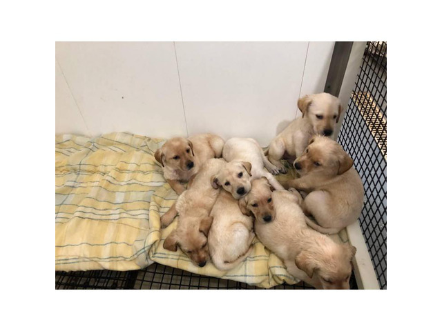 8 yellow lab puppies for sale in Sioux Falls, South Dakota ...