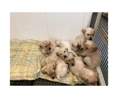 8 yellow lab puppies for sale