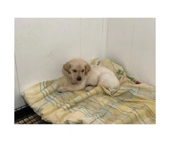 8 yellow lab puppies for sale - 2