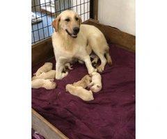 8 yellow lab puppies for sale - 3