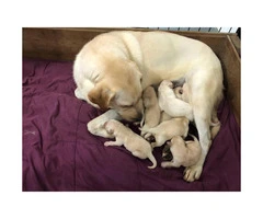 8 yellow lab puppies for sale - 4