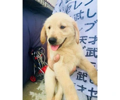 4 AKC Golden Retriever Puppies available - 1