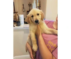 4 AKC Golden Retriever Puppies available - 2