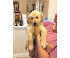 4 AKC Golden Retriever Puppies available - 3