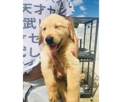 4 AKC Golden Retriever Puppies available - 5