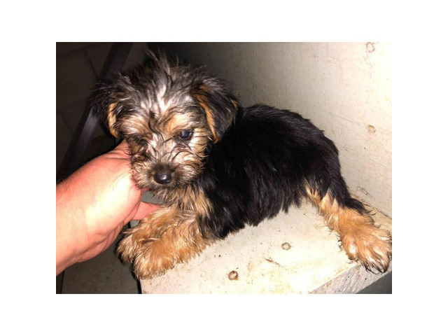 5 Toy Yorkie puppies for sale in Memphis, Tennessee - Puppies for Sale Near Me