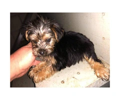 5 Toy Yorkie puppies for sale