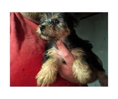 5 Toy Yorkie puppies for sale - 2