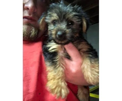 5 Toy Yorkie puppies for sale - 3