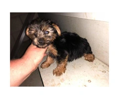 5 Toy Yorkie puppies for sale - 4