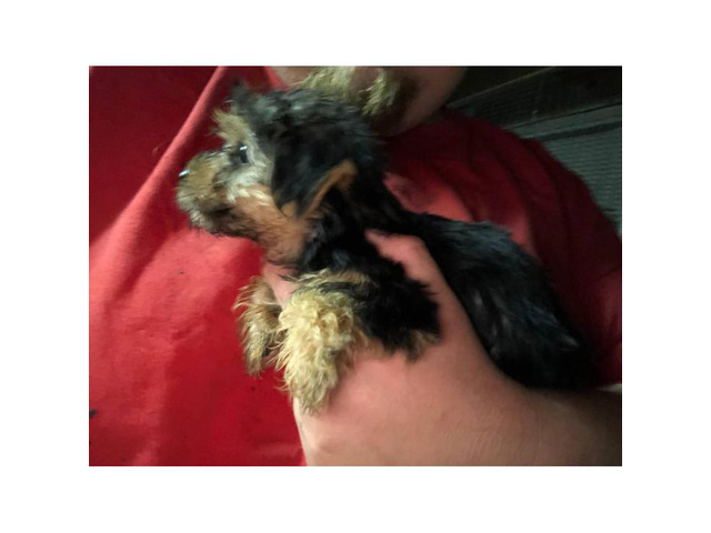 5 Toy Yorkie puppies for sale in Memphis, Tennessee - Puppies for Sale Near Me