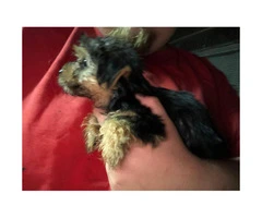 5 Toy Yorkie puppies for sale - 5