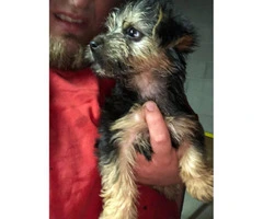 5 Toy Yorkie puppies for sale - 6