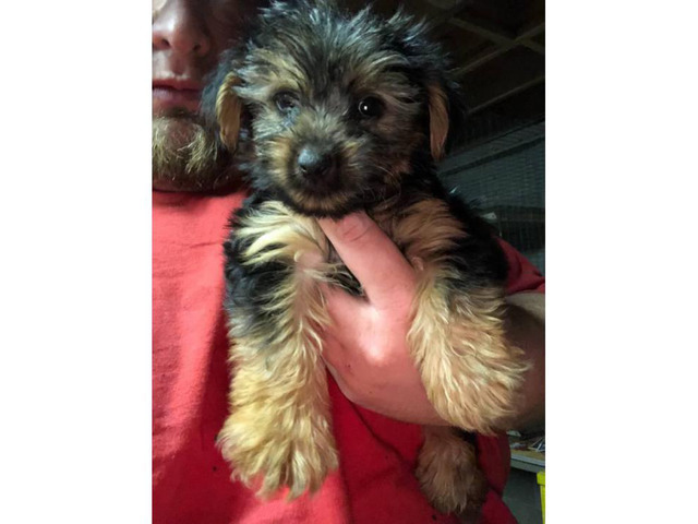 5 Toy Yorkie puppies for sale in Memphis, Tennessee ...