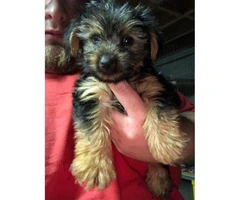 5 Toy Yorkie puppies for sale - 7