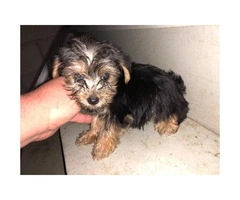 5 Toy Yorkie puppies for sale - 8