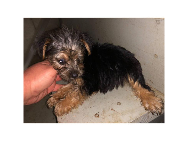 5 Toy Yorkie puppies for sale in Memphis, Tennessee - Puppies for Sale Near Me