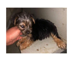 5 Toy Yorkie puppies for sale - 9