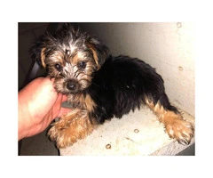 5 Toy Yorkie puppies for sale - 10