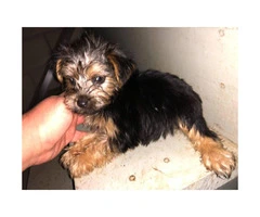 5 Toy Yorkie puppies for sale - 11