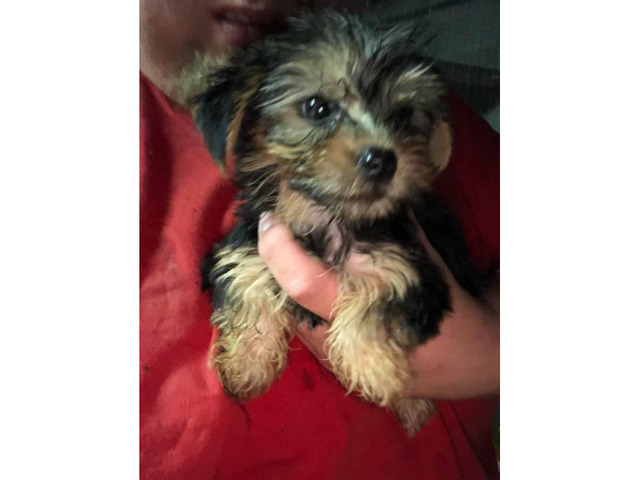 5 Toy Yorkie puppies for sale in Memphis, Tennessee - Puppies for Sale Near Me