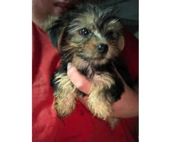 5 Toy Yorkie puppies for sale - 12