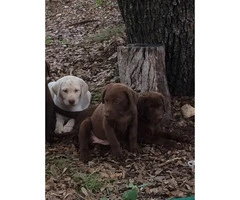 6 AKC LAB PUPPIES FOR SALE