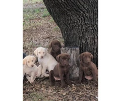 6 AKC LAB PUPPIES FOR SALE - 2