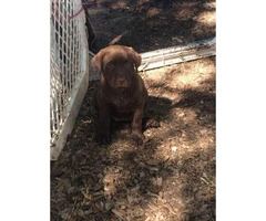 6 AKC LAB PUPPIES FOR SALE - 4