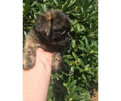 Dachshund and pug mix puppies for sale