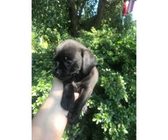 Dachshund and pug mix puppies for sale - 2