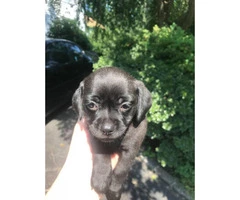 Dachshund and pug mix puppies for sale - 3