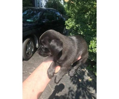 Dachshund and pug mix puppies for sale - 4