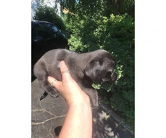 Dachshund and pug mix puppies for sale - 5