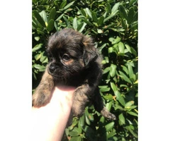 Dachshund and pug mix puppies for sale - 6