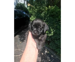 Dachshund and pug mix puppies for sale - 7