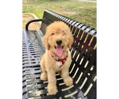 F1b Goldendoodle Male Puppy - 1