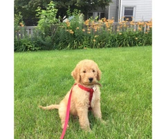 F1b Goldendoodle Male Puppy - 2