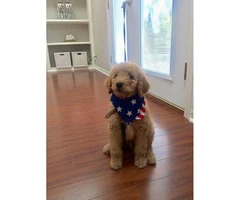 F1b Goldendoodle Male Puppy - 3