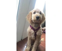 F1b Goldendoodle Male Puppy - 4
