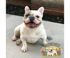 Beautiful Frenchies available